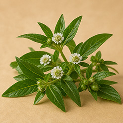 Bhringraj