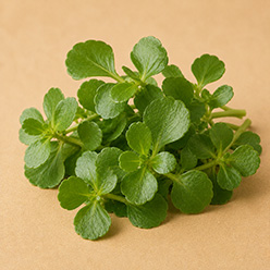 brahmi